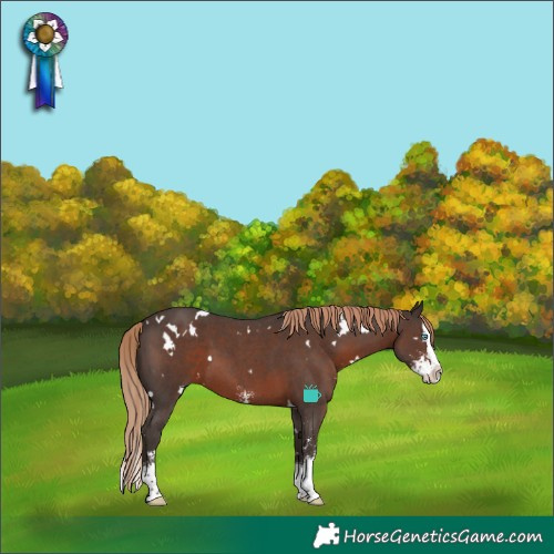 Horse Color:White Spotted Liver Chestnut Sabino Splash