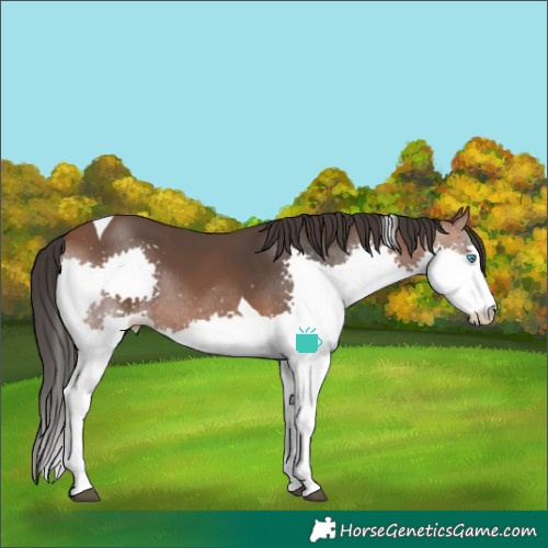 Horse Color:Bay Splash Tobiano 