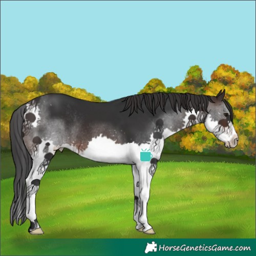 Horse Color:Brown Splash Rabicano