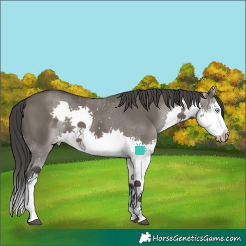 Horse Color:White Spotted Grullo Splash 