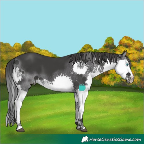 Horse Color:Black Splash