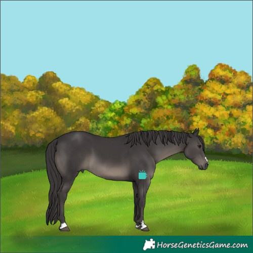 Horse Color:Smoky Black