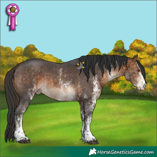 Horse Color:Buckskin Sabino and White Spotted Brown