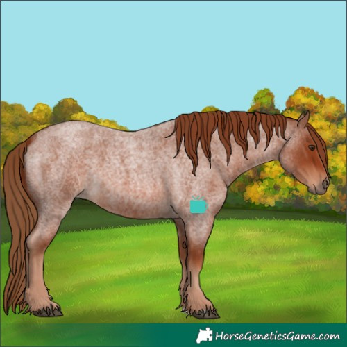 Horse Color:Red Roan