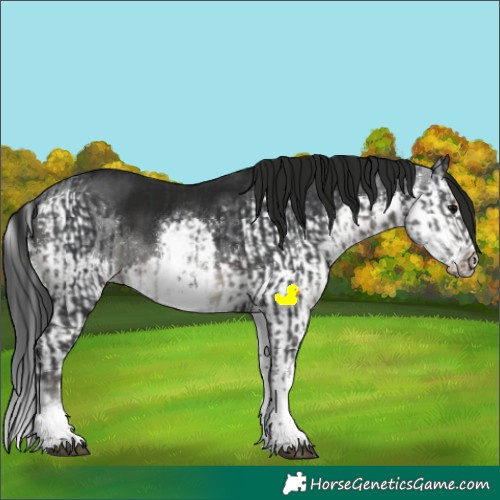 Horse Color:White Spotted Black  and Gray Smoky Black Splash 