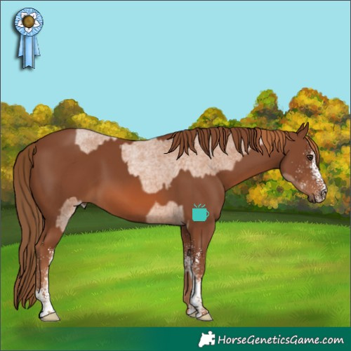 Horse Color:Red Roan  and White Spotted Chestnut 