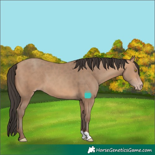 Horse Color:Amber Champagne