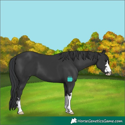 Horse Color:Black 