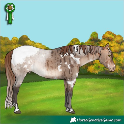 Horse Color:White Spotted Bay Dun Mushroom Appaloosa Brindle 