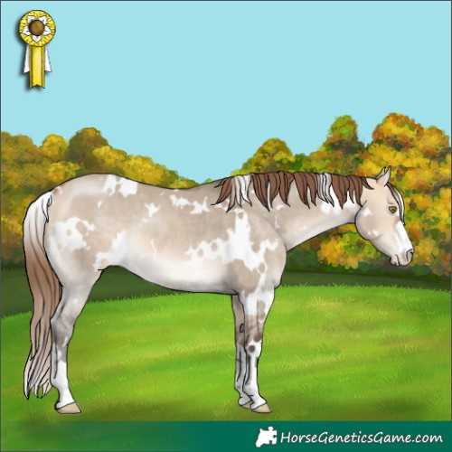 Horse Color:White Spotted Bay Dun Mushroom Appaloosa