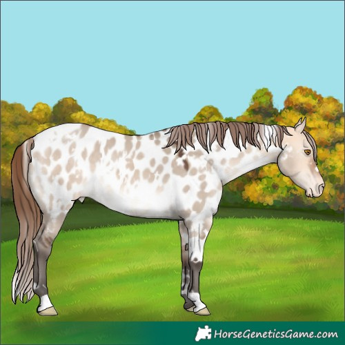Horse Color:White Spotted Bay Dun Mushroom Appaloosa