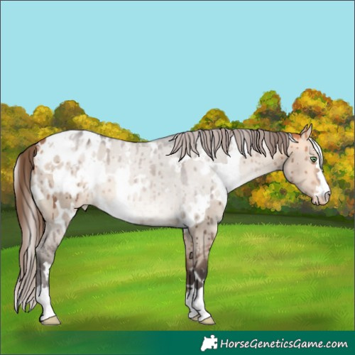 Horse Color:White Spotted Bay Dun Mushroom Appaloosa Brindle