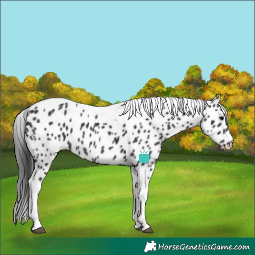 Horse Color:Black Tobiano Leopard 