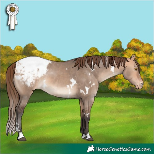 Horse Color:White Spotted Bay Dun Mushroom Appaloosa
