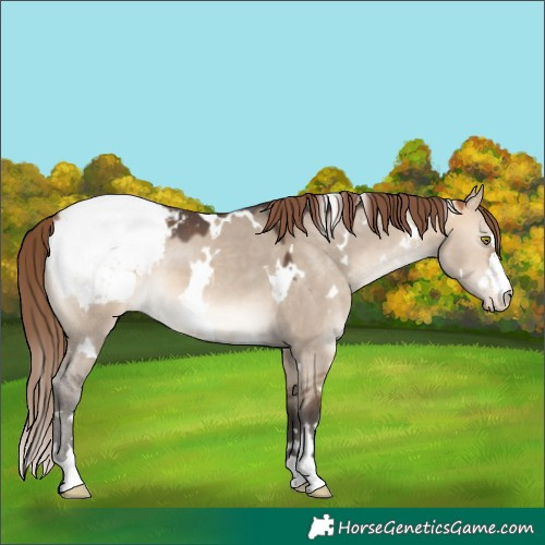 Horse Color:White Spotted Bay Dun Mushroom Appaloosa
