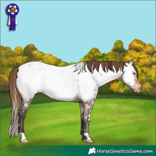 Horse Color:White Spotted Bay Dun Mushroom Appaloosa