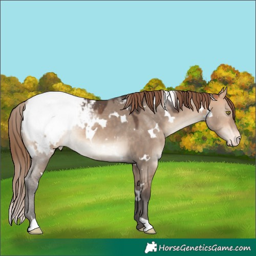Horse Color:White Spotted Bay Dun Mushroom Appaloosa 