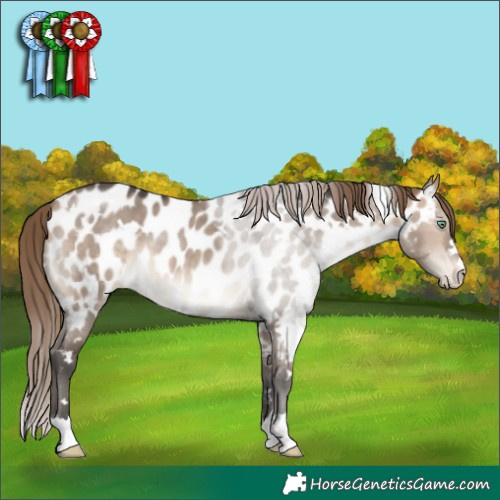 Horse Color:White Spotted Bay Dun Mushroom Appaloosa