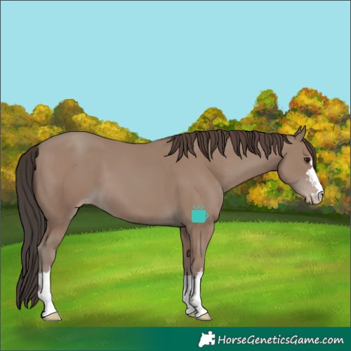 Horse Color:Classic Champagne 