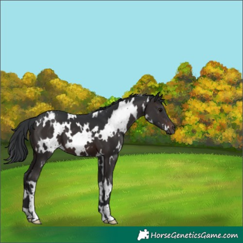 Horse Color:White Spotted Brown 