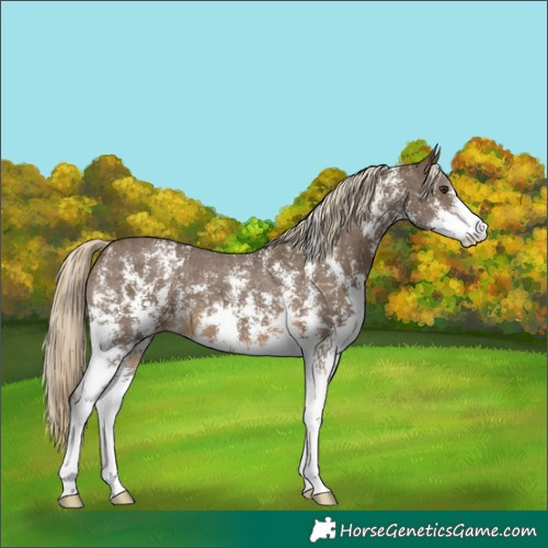 Horse Color:Chocolate Palomino Sabino Varnish