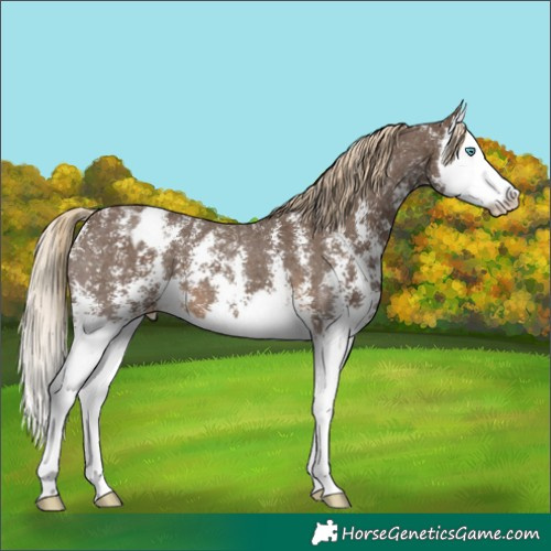 Horse Color:Chocolate Palomino Sabino Splash Varnish