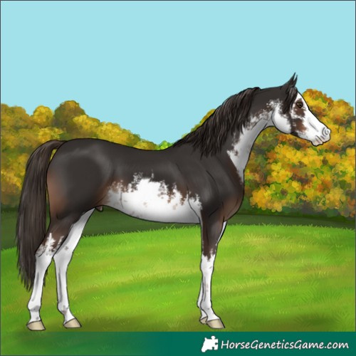 Horse Color:White Spotted Liver Chestnut 