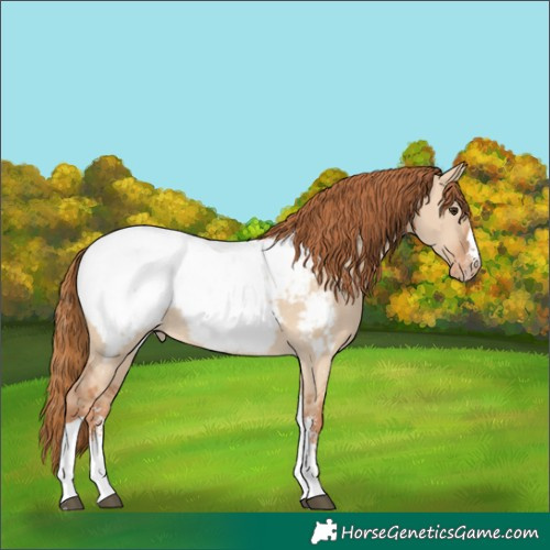 Horse Color:Red Dun Ice Sabino Tobiano Near Fewspot