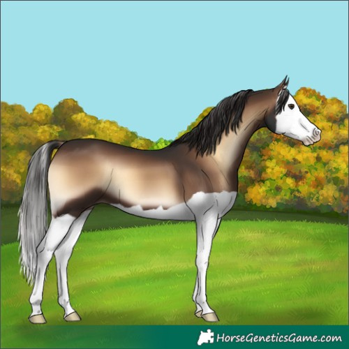 Horse Color:Liver Red Onyx Splash
