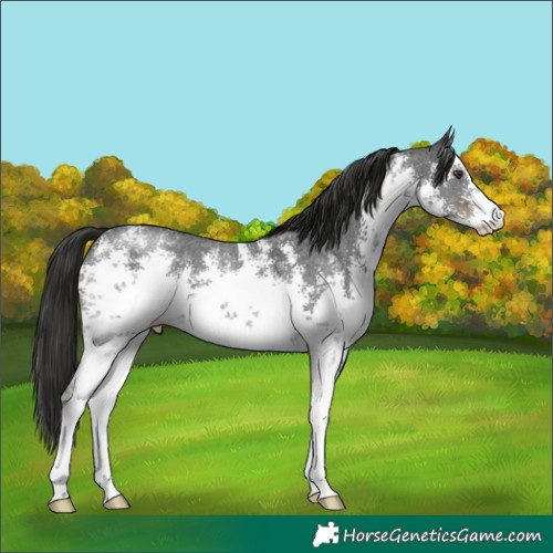 Horse Color:White Spotted Liver Chestnut Sabino