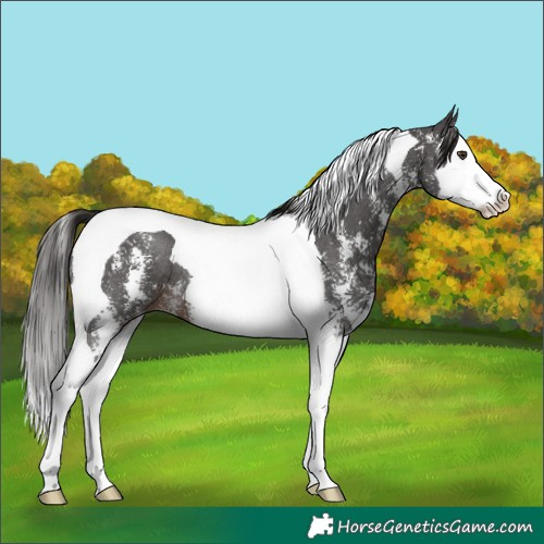 Horse Color:Liver Chestnut Sabino Splash Tobiano 