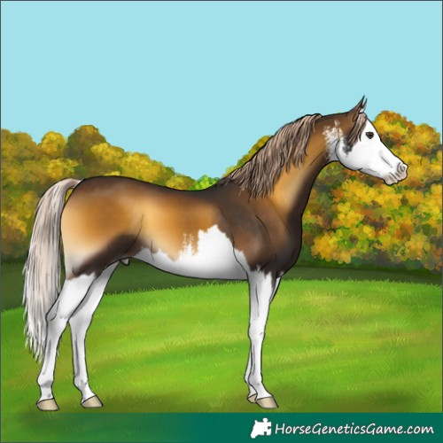 Horse Color:White Spotted Chocolate Palomino Onyx Splash
