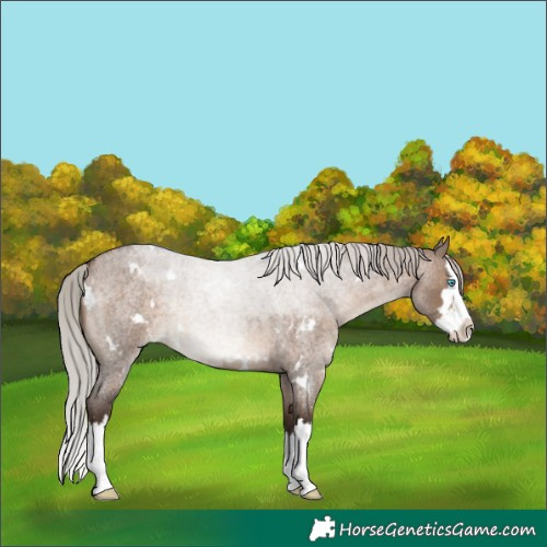 Horse Color:White Spotted Silver Brown Roan Dun Splash