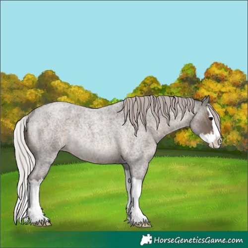 Horse Color:Silver Blue Roan Splash Rabicano
