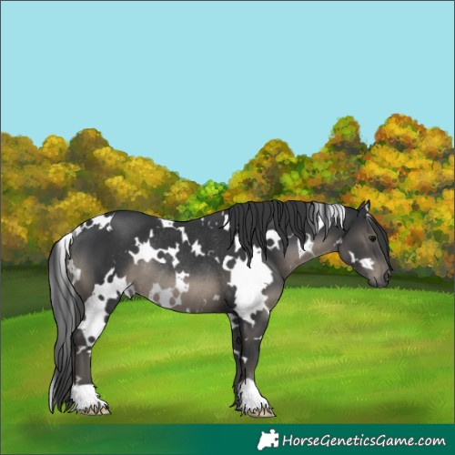 Horse Color:White Spotted Black Rabicano