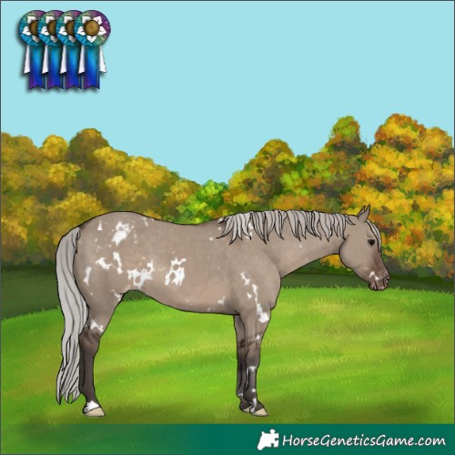 Horse Color:White Spotted Silver Grullo Appaloosa