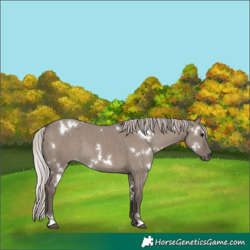 Horse Color:White Spotted Silver Grullo 