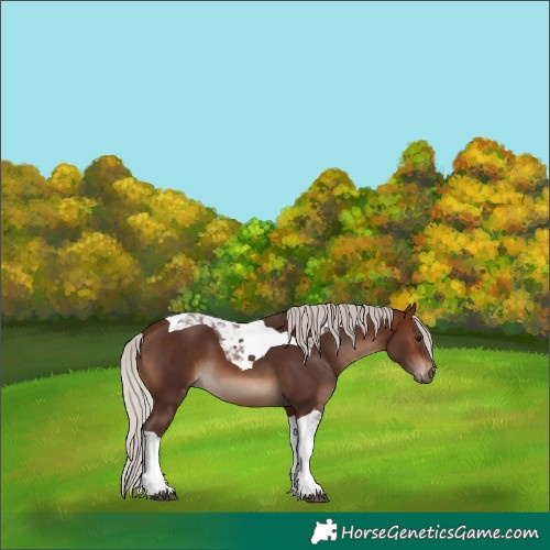 Horse Color:Silver Brown Tobiano
