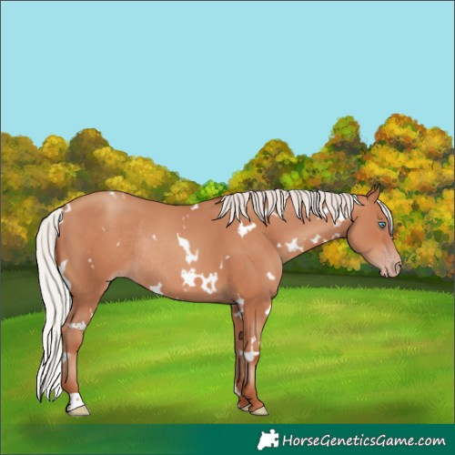 Horse Color:White Spotted Silver Sable Champagne Rabicano