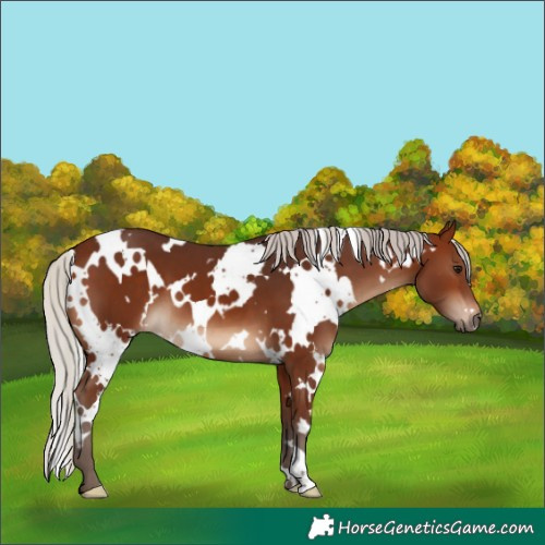 Horse Color:White Spotted Silver Brown 
