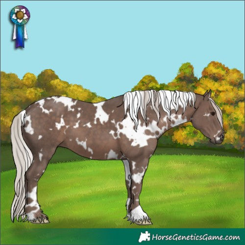 Horse Color:White Spotted Silver Black