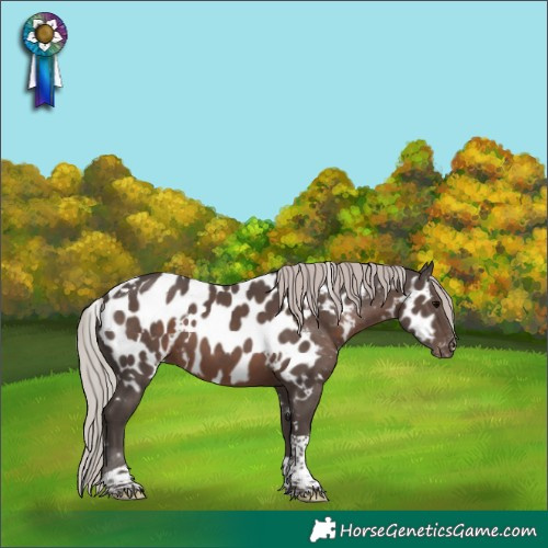 Horse Color:White Spotted Silver Black Tobiano Appaloosa