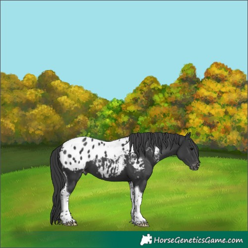 Horse Color:Black Tobiano Appaloosa 