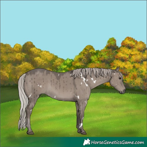 Horse Color:White Spotted Silver Grullo Rabicano Brindle
