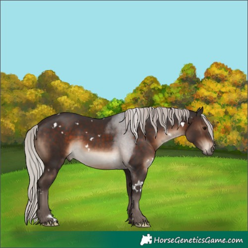 Horse Color:White Spotted Silver Brown