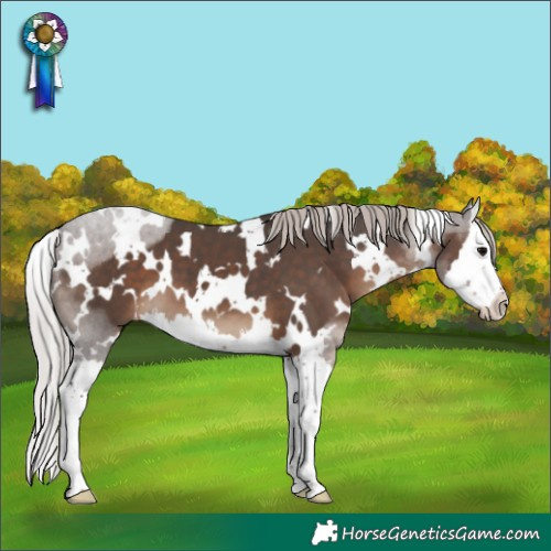 Horse Color:White Spotted Silver Black Splash