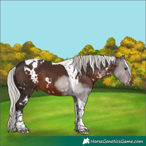 Horse Color:White Spotted Silver Brown Tobiano 