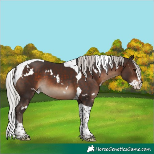 Horse Color:White Spotted Silver Brown Splash Tobiano 