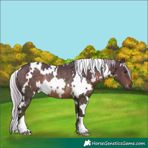 Horse Color:White Spotted Silver Brown Rabicano 