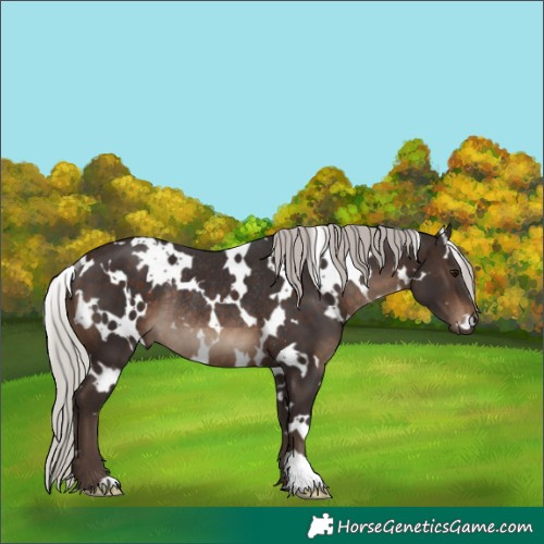 Horse Color:White Spotted Silver Brown Rabicano